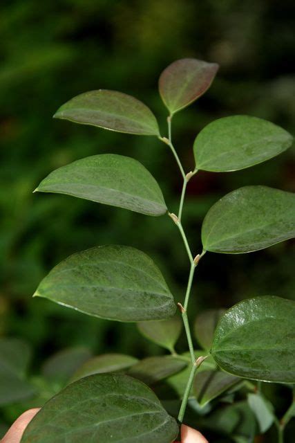 桶交藤功效|台灣原生植物花園 Native Plants Garden, Taiwan: 扛香藤(大戟科)